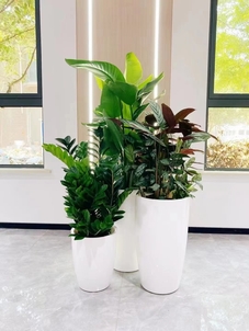 找余姚植物出租，享一流服务，开启绿色生活！